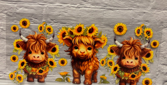 SunFlower Cows